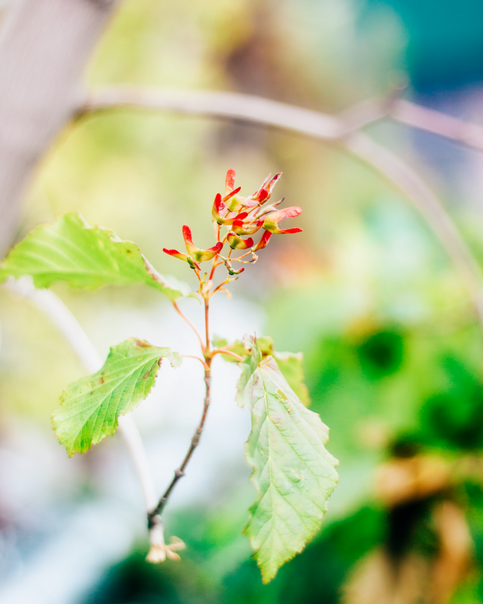 Maple Hot Wings Tree