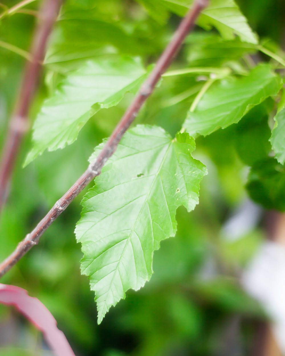 Maple Hot Wings Tree