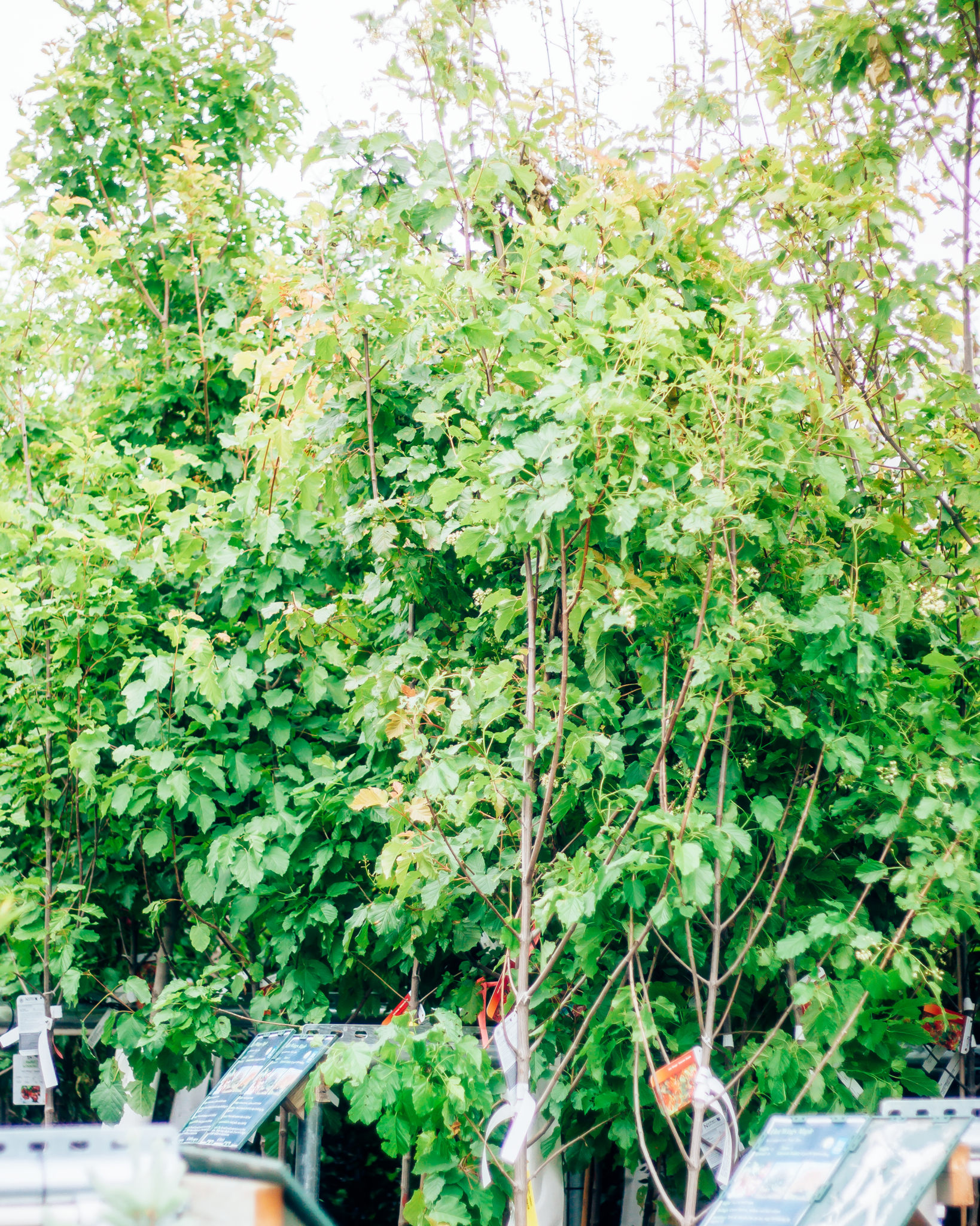 Maple Hot Wings Tree