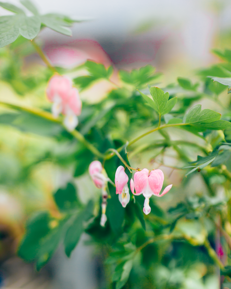 Bleeding Heart Pink