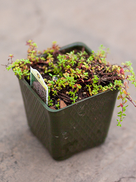 Thyme Creeping Red 3.5"
