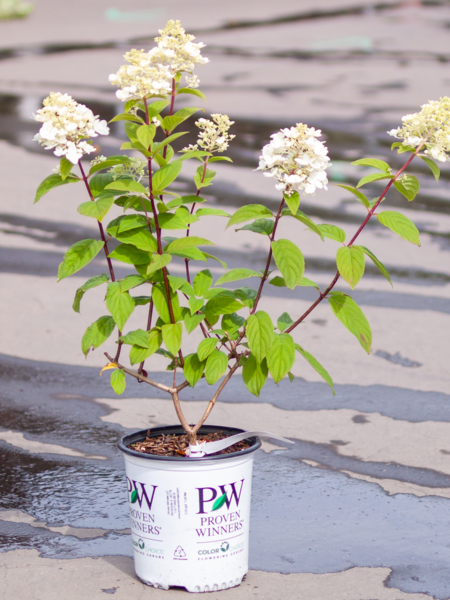 Hydrangea Fire Light