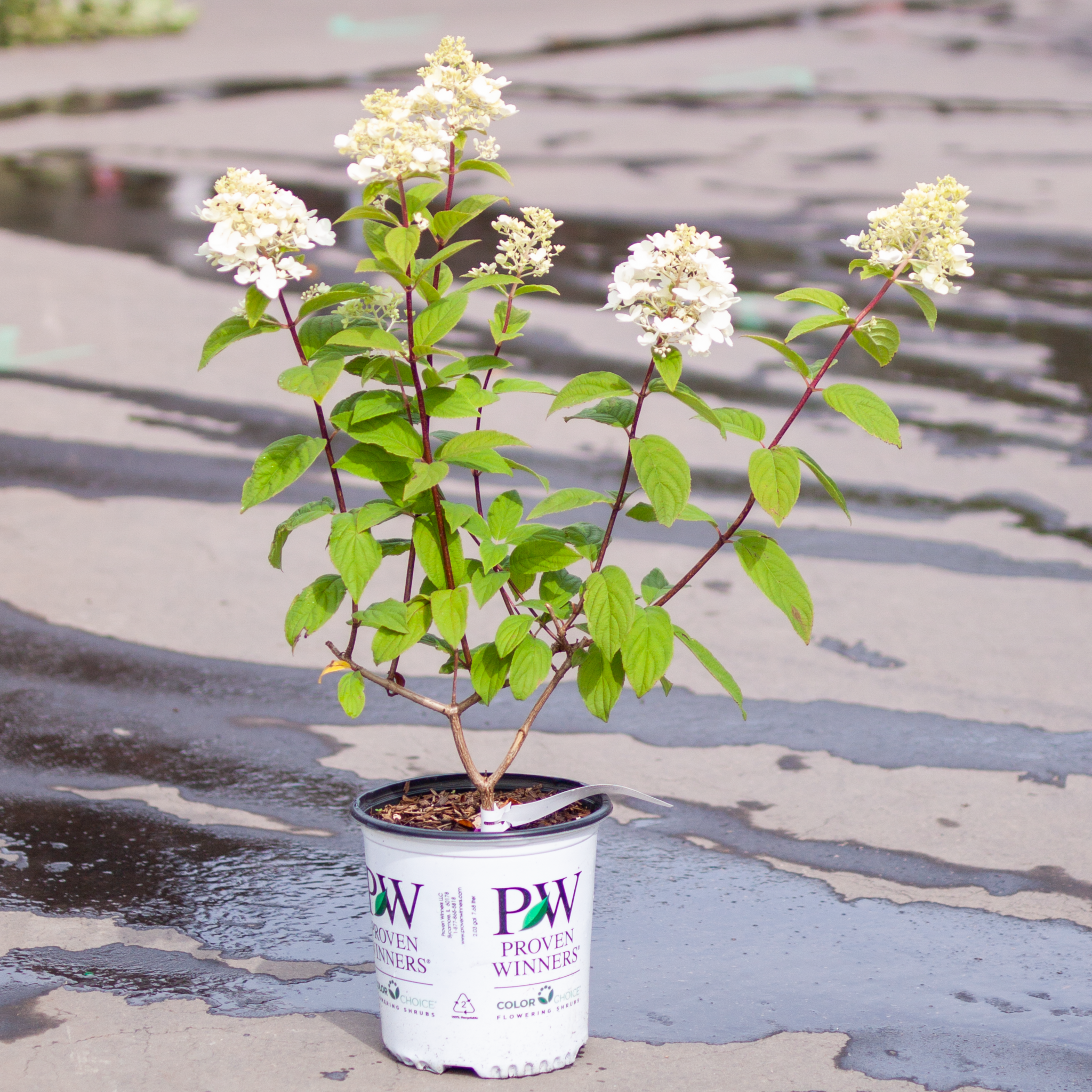 Hydrangea Fire Light