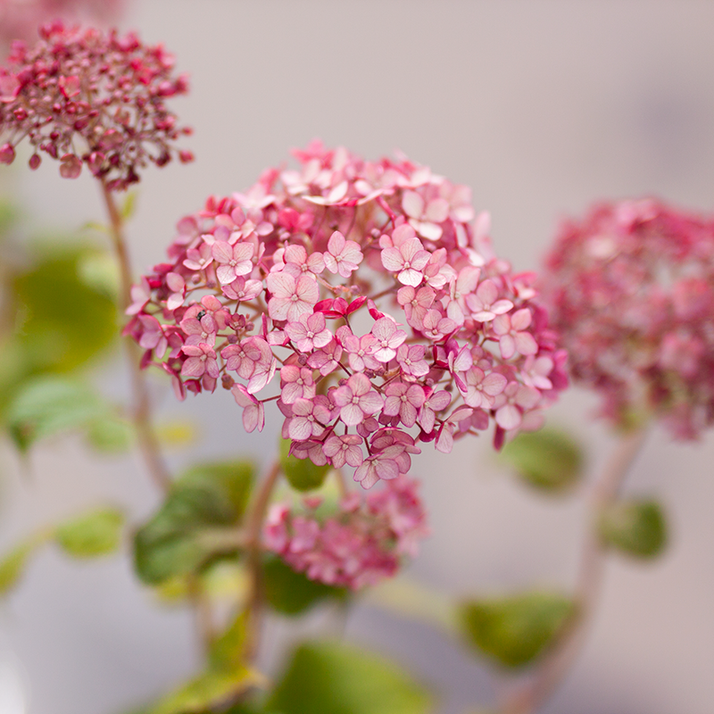 Hydrangea Incrediball Blush