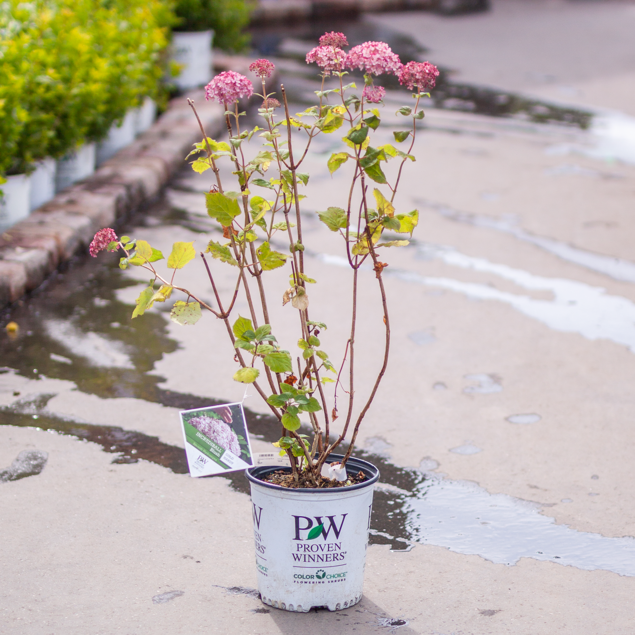 Hydrangea Incrediball Blush