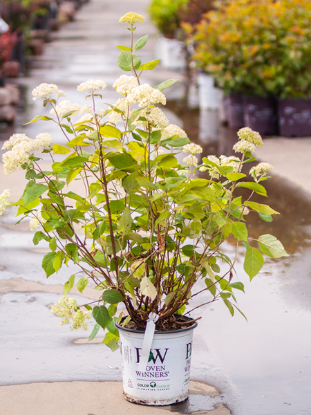 Hydrangea Lime Rickey