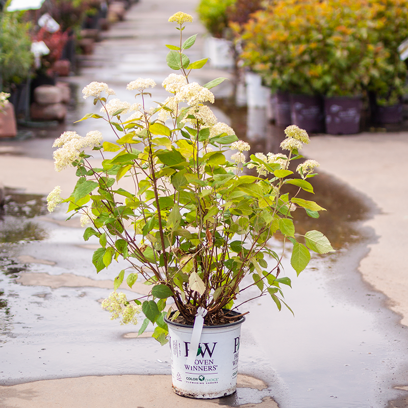 Hydrangea Lime Rickey