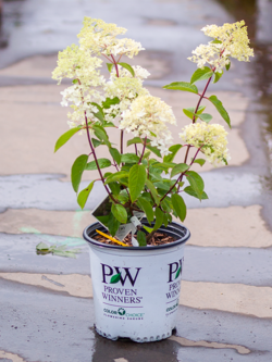 Hydrangea Little Lamb