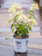 Hydrangea Little Lamb