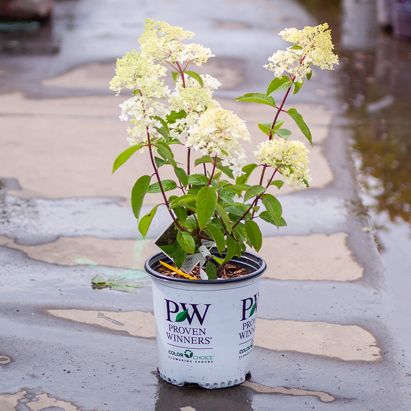 Hydrangea Little Lamb