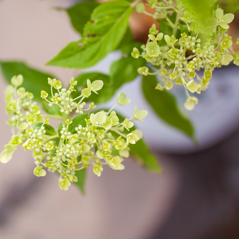 Hydrangea Little Lime