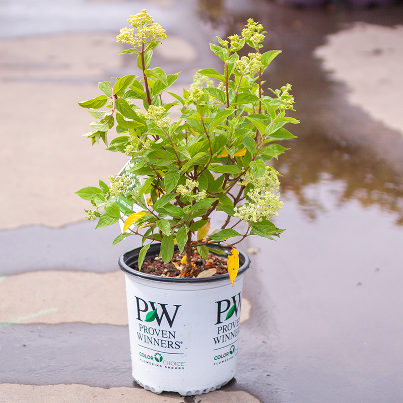 Hydrangea Little Lime
