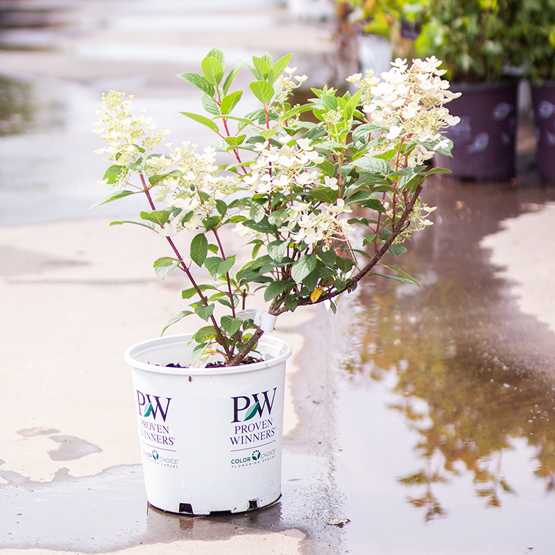 Hydrangea Little Quickfire