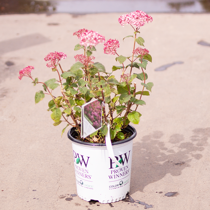 Hydrangea Invincibelle Mini Mauvette