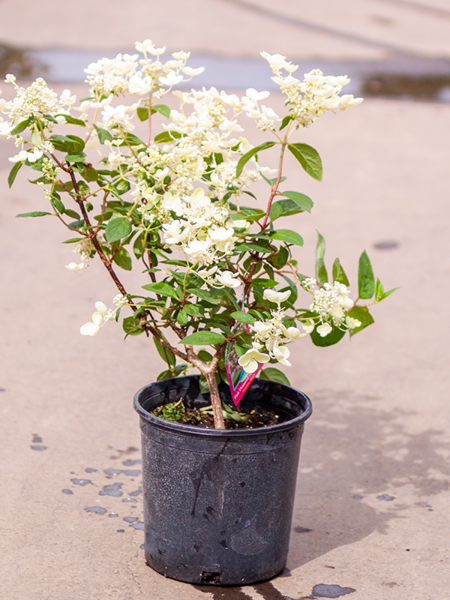 Hydrangea Pink Diamond