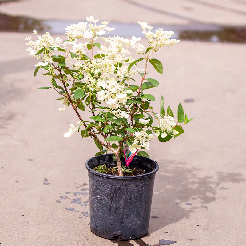 Hydrangea Pink Diamond
