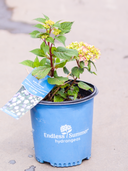 Hydrangea Endless Summer