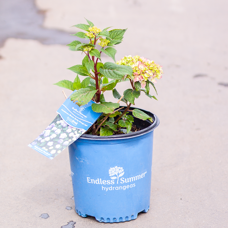 Hydrangea Endless Summer