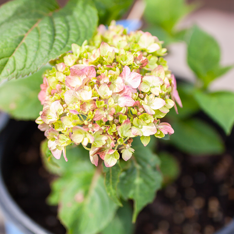 Hydrangea Endless Summer