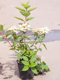 Hydrangea Fire and Ice