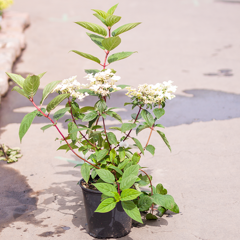 Hydrangea Fire and Ice