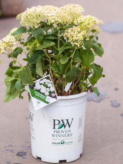 Hydrangea Invincibelle Wee White
