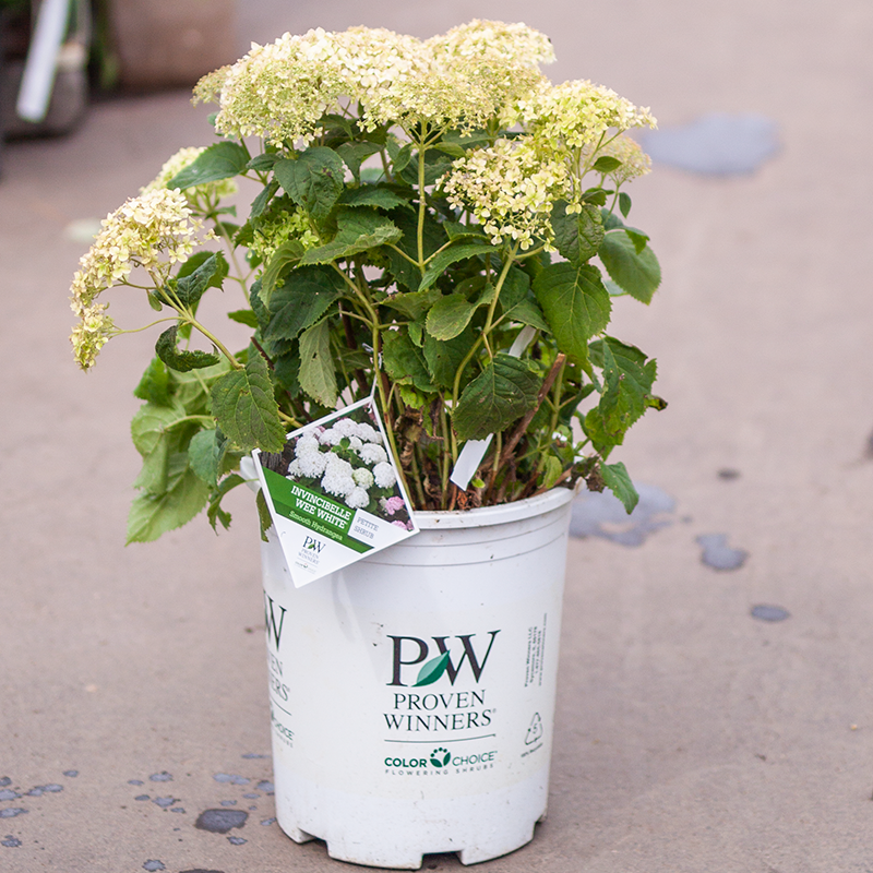 Hydrangea Invincibelle Wee White
