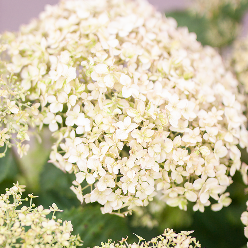 Hydrangea Invincibelle Wee White