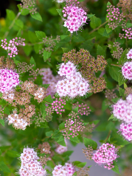 Spirea Little Princess