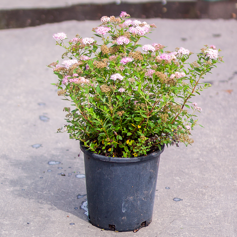 Spirea Little Princess