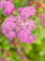 Spirea Magic Carpet