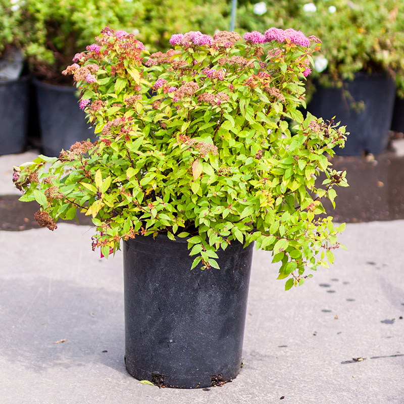 Spirea Magic Carpet