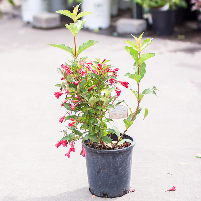 Weigela Red Prince