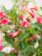 Weigela Red Prince