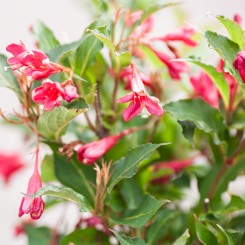 Weigela Red Prince