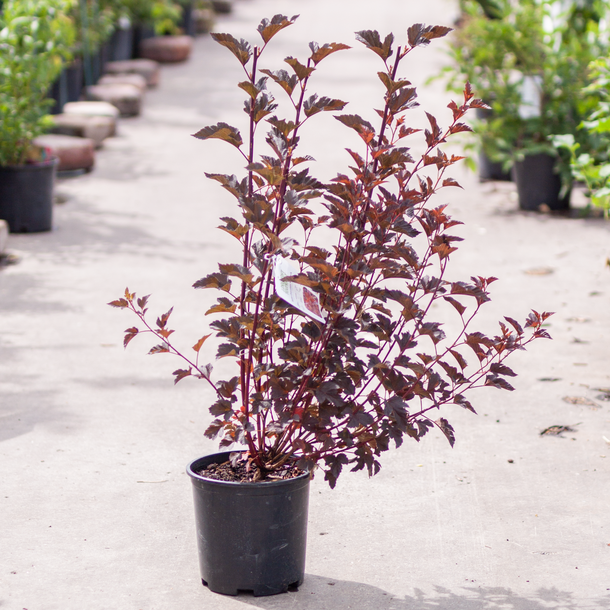 Ninebark Satin Chocolate