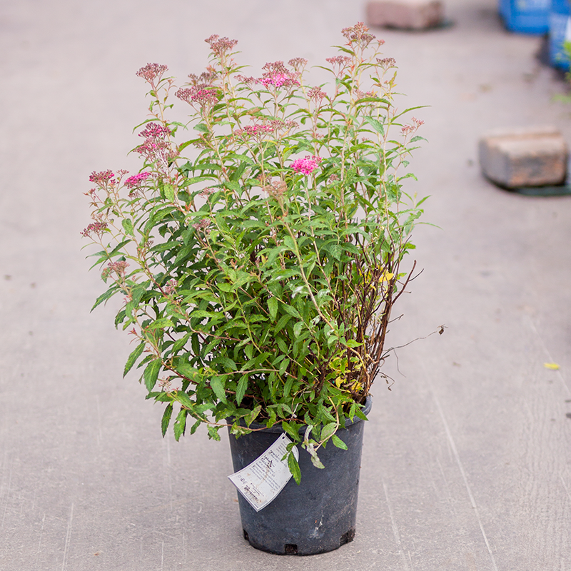 Spirea Shirobana