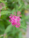 Spirea Shirobana