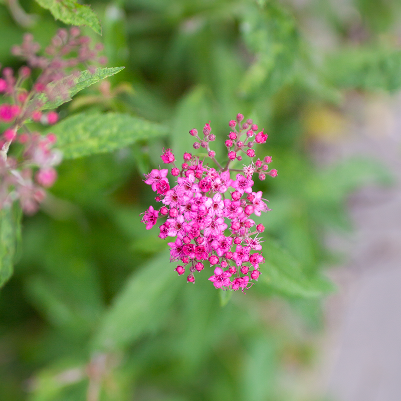 Spirea Shirobana