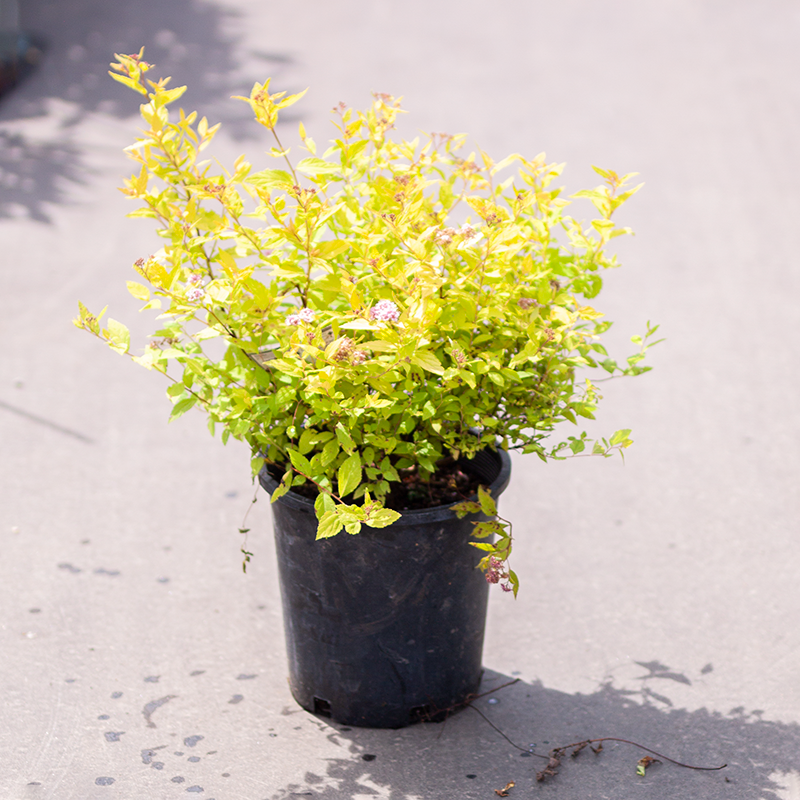 Spirea Goldmound