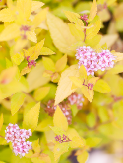 Spirea Goldmound