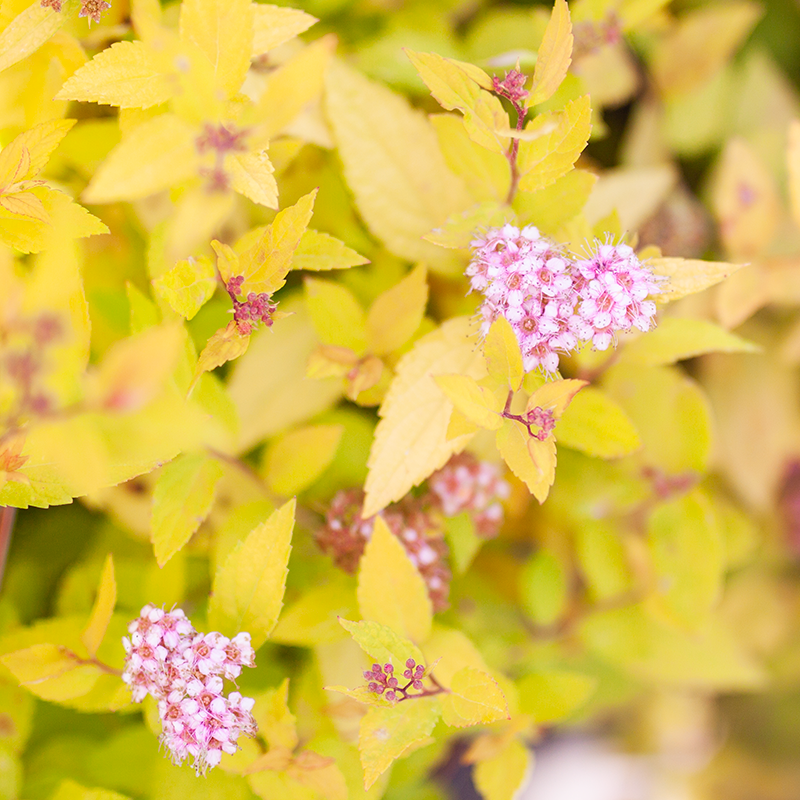 Spirea Goldmound
