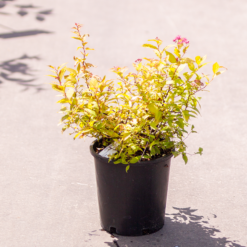 Spirea Goldflame