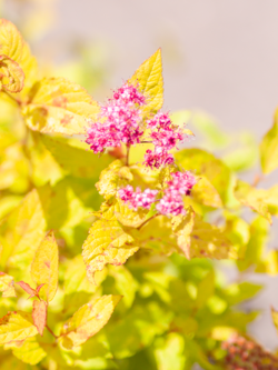 Spirea Goldflame