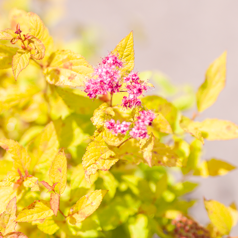 Spirea Goldflame