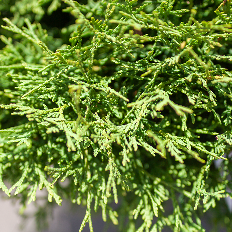 Cedar Little Giant Globe