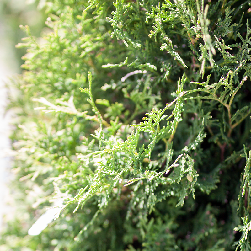 Cedar Holmstrup by Gallon