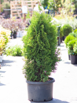 Cedar Holmstrup by Gallon