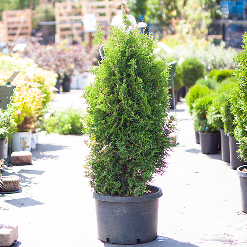 Cedar Holmstrup by Gallon