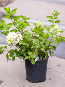 Hydrangea Bombshell
